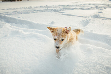 A small dog, a Portuguese podengo crossbreed, plays in fresh snow and has a good time on a sunny winter day
