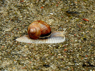 Snail Winniczek, the animal photos taken during the rain in a village in Mazovia, Poland