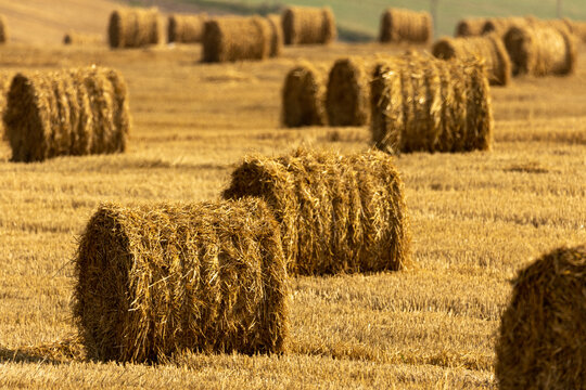 Bales of straw background with copy space. Lots of bales of straw at the agricultural field. Authentic farm series.