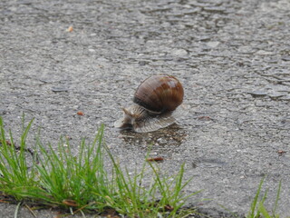 Snail Winniczek, the animal photos taken during the rain in a village in Mazovia, Poland