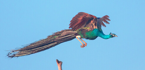 Flying peacock; Flying Ravana; Peacock glowing; blue peacock in flight; shinning peacock from Sri...