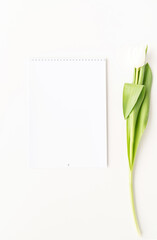 Top view of blank calendar for mock up design and white tulip