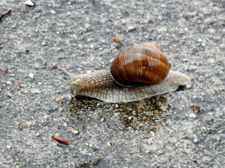 Snail Winniczek, the animal photos taken during the rain in a village in Mazovia, Poland