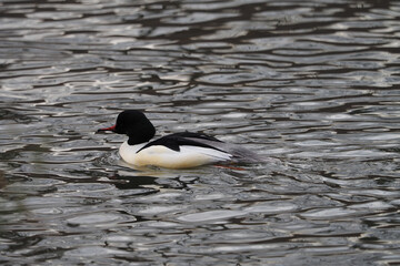 Male goosander or common merganser  (Mergus merganser)  