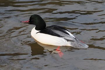Male mergus merganser  or goosander with breeding plumage, white and variable salmon-pink tinge body, black head with iridescent green gloss, rump and tail grey, wings  white and black on the outer