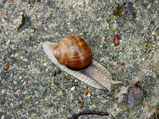 Snail Winniczek, the animal photos taken during the rain in a village in Mazovia, Poland