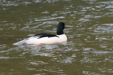 Male mergus merganser  or goosander with breeding plumage, white and variable salmon-pink tinge body, black head with iridescent green gloss, rump and tail grey, wings  white and black on the outer