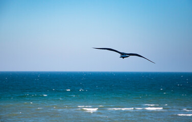 seagull flying at the seaside