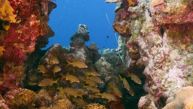 School of Grunts in coral reef of Caribbean Sea, Curacao
