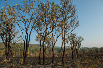 Fototapeta na wymiar The condition of the evergreen forest That was burnt in the dry season