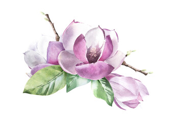 Watercolor Floral Elements Magnolia Flower on White Background