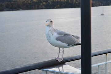 Obraz premium White seagull sitting on a fence close to sea