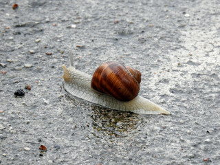 Snail Winniczek, the animal photos taken during the rain in a village in Mazovia, Poland
