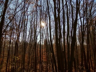 Deep forest in Europe with river and lake