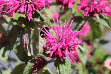 Bees Love Flowers