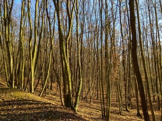 Deep forest in Europe with river and lake