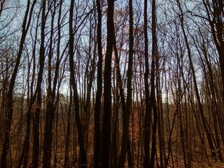 Deep forest in Europe with river and lake