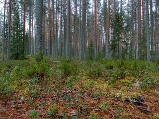 Deep forest in Europe with river and lake