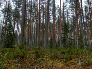 Deep forest in Europe with river and lake