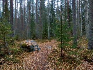 Deep forest in Europe with river and lake