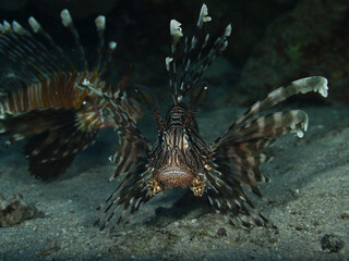 Naklejka na ściany i meble Lionfish (Ptrois volitans) swimming in the clear waters of the Red Sea