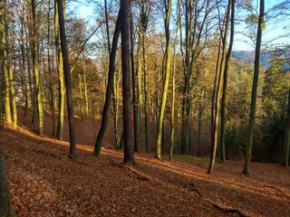 Deep forest in Europe with river and lake