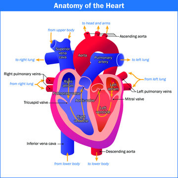 human heart anatomy model isolated vector EPS file