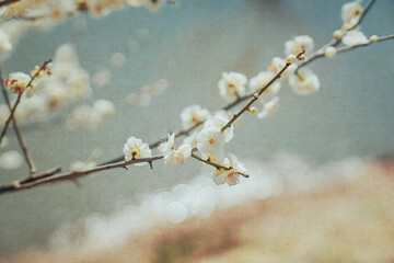 Red and pink plum blossom in the cold winter