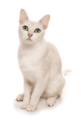 Burmilla cat portrait