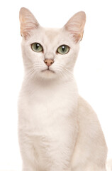 Burmilla Cat Portrait