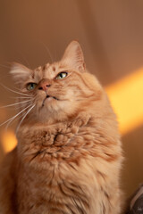 美しい猫　茶トラ猫