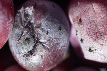 Frozen grapes wrinkled close-up, macro photography