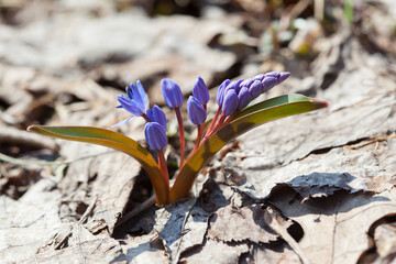 Blooming blue scilla (Scilla siberica) in early spring