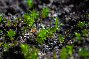 Moss growing in the soil of indoor plants close up, macro photography