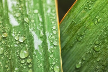 leaf on ground covered with raindrops