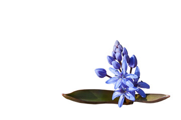 Blooming blue scilla (Scilla siberica) in early spring, close up, isolated on white background