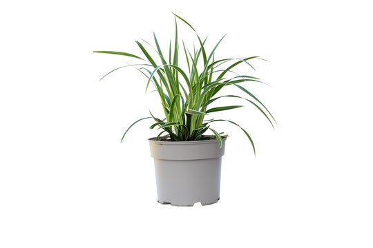 A small green carex oshimensis plant in the soft gray plastic flower pot. Carex.Oshimensis ‘Evergold’, fountains of delicate foliage and flowers are good foils for bolder plants. idea plant for garden
