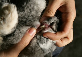 Owner checking rabbits teeth