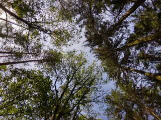 Obraz premium Deep forest in Europe with river and lake