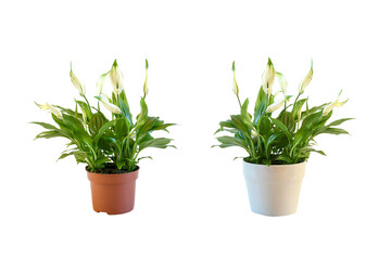 Plant, nature. Peace lily plant  small size grow and blooming in pot on white bacground isolated and clipping path. Idea indoor plant decorated. Air purifying plants concept, Spathiphyllum wallis