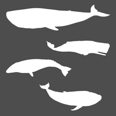Fototapeta premium Vector Set of Whale Silhouettes. Blue Whale, Cachalot, Gray Whale and Humpback Whale.