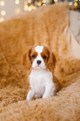 Puppy of beautiful brown white Cavalier King Charles Spaniel. Attractive dog of small breed. Excellent friendly pet and companion. 
