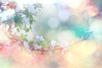 Obraz na płótnie Canvas abstract apple tree flowers background, spring blurred background, branches with bloom