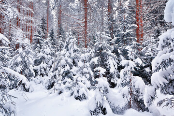winter morning in a pine forest landscape, panoramic view of a bright snowy forest