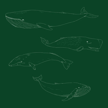 Vector Set of Sketch Whales.