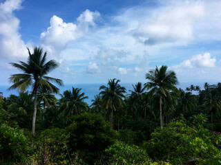 Fototapeta na wymiar Beautiful tropical view with palm trees in Thailand