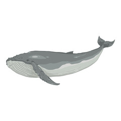 Vector Cartoon Humpback Whale