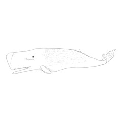 Vector Sketch Cachalot Whale