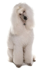 Standard White Poodle