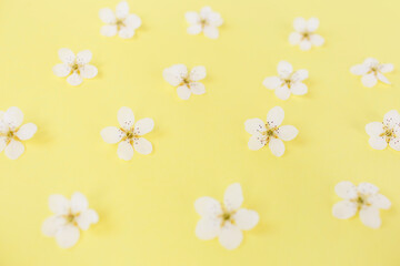 Floral pattern of white spring or summer flowers on yellow background. Copy space for your text. Flat lay style. Top view. Floral background. Pattern of flower buds.
